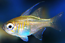 Apogon_Leptacanthus_importfish