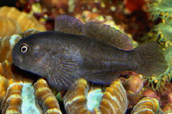 Black-Coral-Goby_importfish