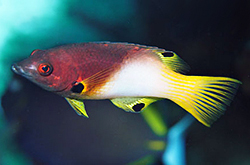 Bodianus_Axillaris_importfish