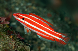 Bodianus_Opercularis_importfish