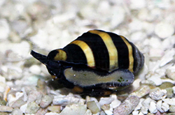 Bumble-Bee-snail_importfish