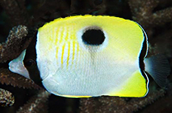 Chaetodon_Unimaculatus_importfish