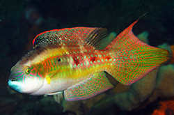 Cheilinus_Bimaculatus_importfish