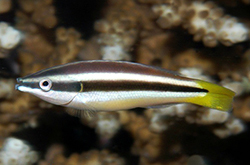 Diproctacanthus_Xanthurus_importfish