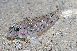 Fusigobius-Sp_importfish