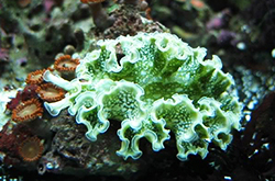 Green_Lettuce_Nudibranch_importfish