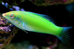 Halichoeres_Chloropterus_importfish