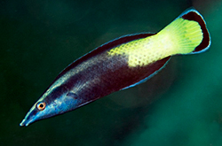 Labroides_Bicolor_importfish