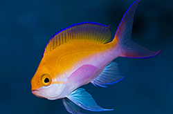 Mirolabrichthys_Bicolor_importfish