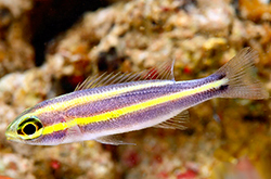 Pentapodus_nemurus_importfish