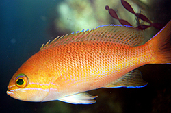 Pseudanthias_Lunulatus_importfish