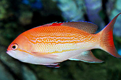 Pseudanthias_Luzonensis_importfish