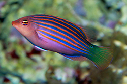 Pseudocheilinus_Hexataenia_importfish