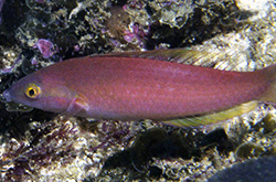 Pseudojuloides-Sp_importfish