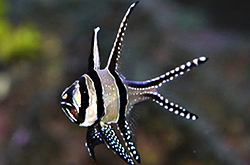 Pterapogon_Kauderni_importfish