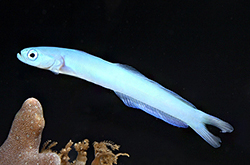 Ptereleotris_Heteropterus_importfish