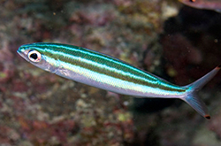 Pterocaesio_Trilineata_importfish