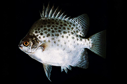 Scatophagus_argus_importfish