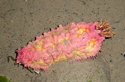 Spiny_Pink_Cucumber_importfish