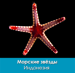 StarfFish