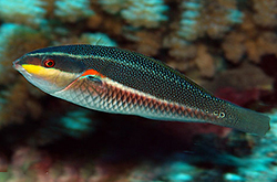 Stethojulis-Bandanensis-female_importfish