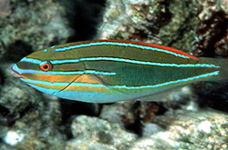 Stethojulis-Trilineata-male_importfish
