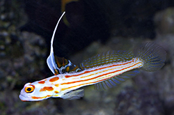 Stonogobiops-Sp_importfish
