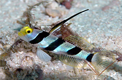 Stonogobiops_Xanthorhinica_importfish