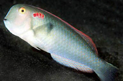 Xyrichtys_Pentadactylus_importfish
