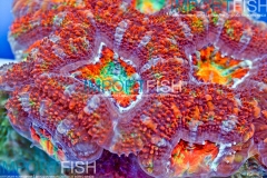 importfish_corals_aussie02