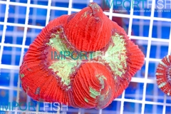 importfish_corals_aussie09
