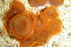 Assorted-Orange-Mushroom-corals-1