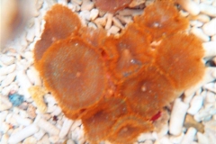 Assorted-Orange-Mushroom-corals