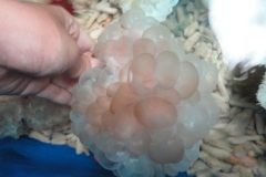 Bubble-coral-SH-trung-muc