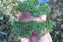 Green-Branching-Hammer-coral-Da-chan-cho-xanh