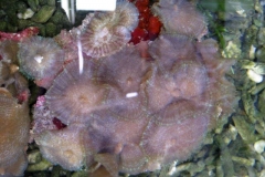 Tonga-blue-mushroom-coral