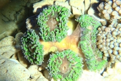 anchor-coral