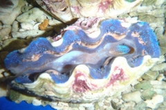 crocea-clams-1