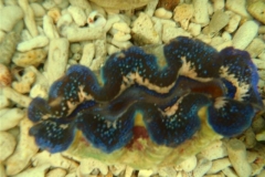crocea-clams-10