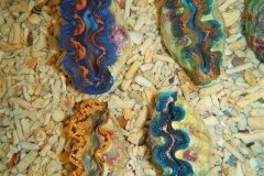crocea-clams-15