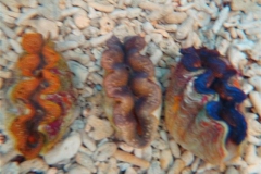 crocea-clams-18