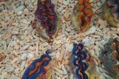 crocea-clams-19