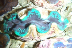 crocea-clams-2