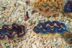 crocea-clams-20