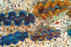 crocea-clams-21