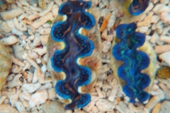 crocea-clams-24