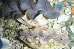 crocea-clams-5