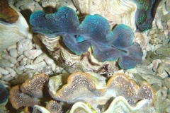 crocea-clams-6