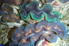 crocea-clams-8