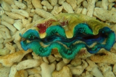 crocea-clams-9